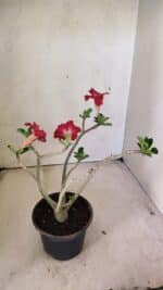 Planta Dobrada 3591 – 30cm – 02 anos - Imagem 5