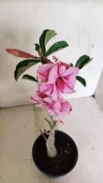Planta Dobrada 3591 – 35cm – 03 anos - Imagem 5