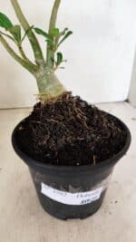 Planta Dobrada 3592 – 30cm – 02 anos - Imagem 7