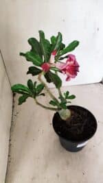 Planta Dobrada 3592 – 30cm – 02 anos - Imagem 6