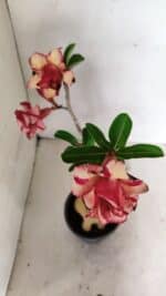 Planta Dobrada 3592 – 40cm – 03 anos - Imagem 4