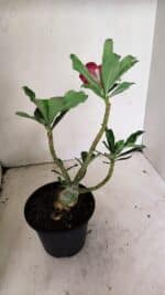 Planta Dobrada 3592 – 30cm – 02 anos - Imagem 5