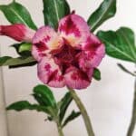 Planta Dobrada 3592 – 30cm – 02 anos