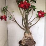 Planta Dobrada 3593 – 65cm – 06 anos