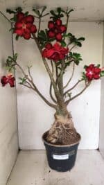 Planta Dobrada 3593 – 65cm – 06 anos