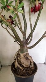 Planta Dobrada 3593 – 65cm – 06 anos - Imagem 11