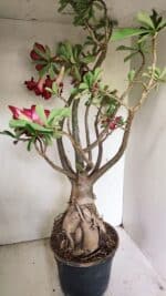 Planta Dobrada 3593 – 65cm – 06 anos - Imagem 10