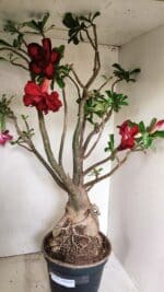 Planta Dobrada 3593 – 65cm – 06 anos - Imagem 5