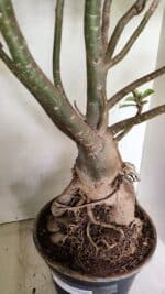 Planta Dobrada 3593 – 65cm – 06 anos - Imagem 4