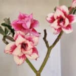 Planta Dobrada 3593 – 35cm – 03 anos