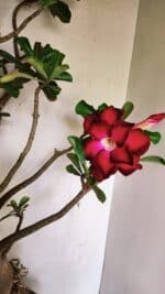 Planta Dobrada 3593 – 65cm – 06 anos - Imagem 8