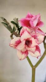 Planta Dobrada 3593 – 35cm – 03 anos - Imagem 3