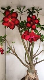 Planta Dobrada 3593 – 65cm – 06 anos - Imagem 6