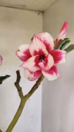 Planta Dobrada 3593 – 35cm – 03 anos - Imagem 5