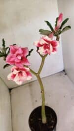 Planta Dobrada 3593 – 35cm – 03 anos - Imagem 9