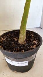 Planta Dobrada 3593 – 35cm – 03 anos - Imagem 8