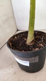 Planta Dobrada 3593 – 35cm – 03 anos - Imagem 7