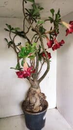 Planta Dobrada 3593 – 65cm – 06 anos - Imagem 13