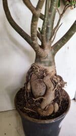 Planta Dobrada 3593 – 65cm – 06 anos - Imagem 12