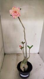 Planta Dobrada 3594 – 35cm – 03 anos - Imagem 2