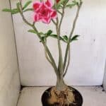 Planta Dobrada 3594 – 50cm – 04 anos