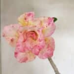 Planta Dobrada 3594 – 35cm – 03 anos