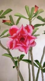 Planta Dobrada 3594 – 50cm – 04 anos - Imagem 3