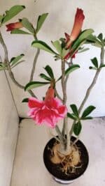 Planta Dobrada 3594 – 50cm – 04 anos - Imagem 4