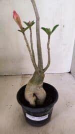 Planta Dobrada 3594 – 35cm – 03 anos - Imagem 5