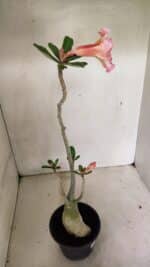 Planta Dobrada 3594 – 35cm – 03 anos - Imagem 7