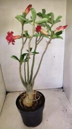 Planta Dobrada 3594 – 50cm – 04 anos - Imagem 9