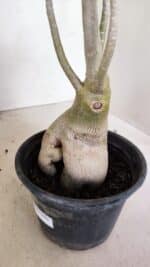 Planta Dobrada 3594 – 35cm – 03 anos - Imagem 8