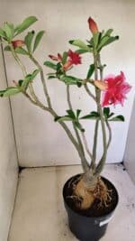 Planta Dobrada 3594 – 50cm – 04 anos - Imagem 6