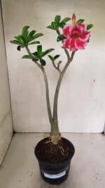 Planta Dobrada 3595 – 35cm – 03 anos