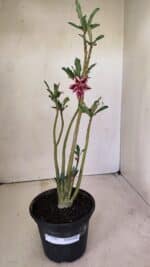 Planta Dobrada 3595 – 30cm – 02 anos - Imagem 2