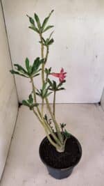 Planta Dobrada 3595 – 30cm – 02 anos - Imagem 5