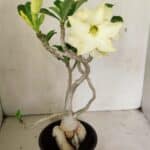 Planta Dobrada 3596 – 35cm – 03 anos