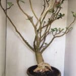 Planta Dobrada 3596 – 70cm – 06 anos