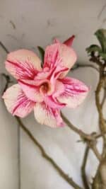 Planta Dobrada 3596 – 70cm – 06 anos - Imagem 3