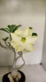 Planta Dobrada 3596 – 35cm – 03 anos - Imagem 3