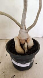 Planta Dobrada 3596 – 35cm – 03 anos - Imagem 5