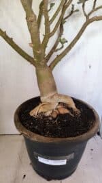 Planta Dobrada 3596 – 70cm – 06 anos - Imagem 10