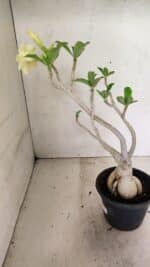 Planta Dobrada 3596 – 35cm – 03 anos - Imagem 7