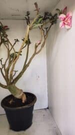 Planta Dobrada 3596 – 70cm – 06 anos - Imagem 9