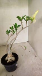 Planta Dobrada 3596 – 35cm – 03 anos - Imagem 6