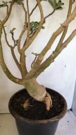 Planta Dobrada 3596 – 70cm – 06 anos - Imagem 8