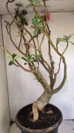 Planta Dobrada 3596 – 70cm – 06 anos - Imagem 6