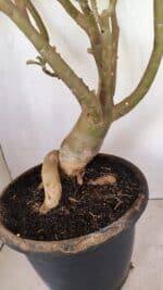 Planta Dobrada 3596 – 70cm – 06 anos - Imagem 5