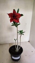 Planta Dobrada 3597 – 30cm – 03 anos - Imagem 2