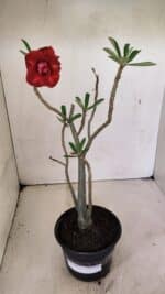 Planta Dobrada 3597 – 35cm – 03 anos - Imagem 2